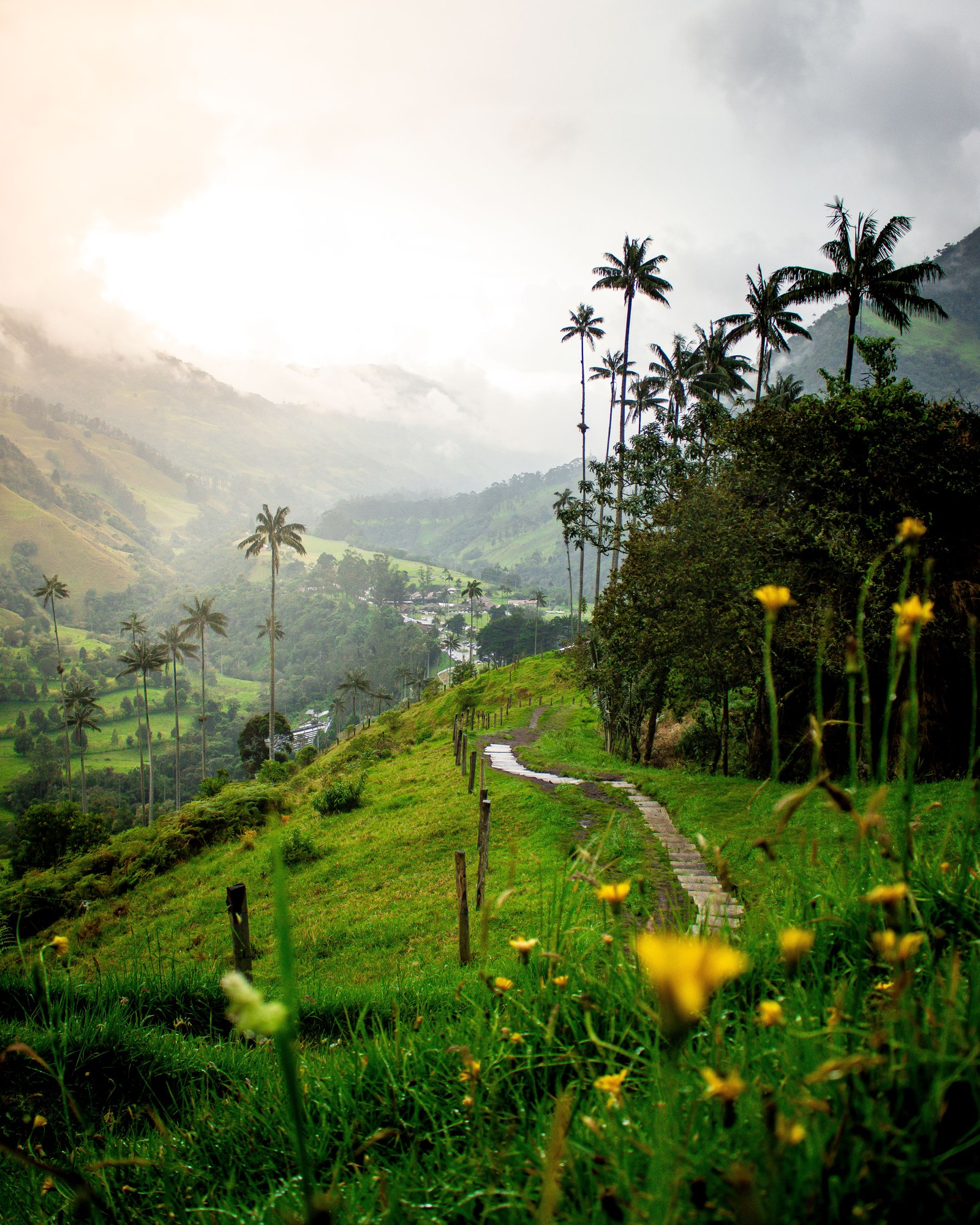 Palmas de cera, sendero y montañas verdes en el valle de Cocora, Colombia