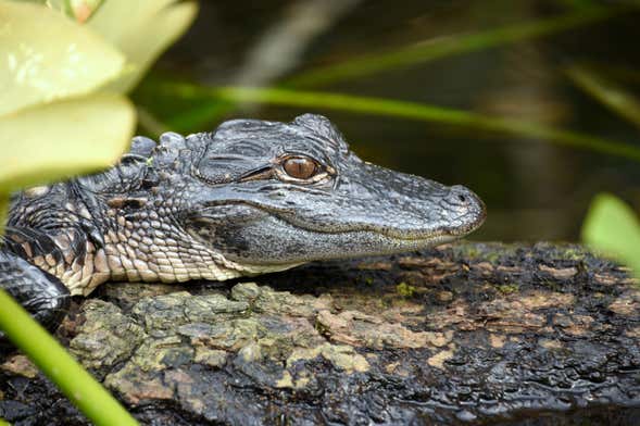 Caimán entre la vegetación de los Everglades de Florida