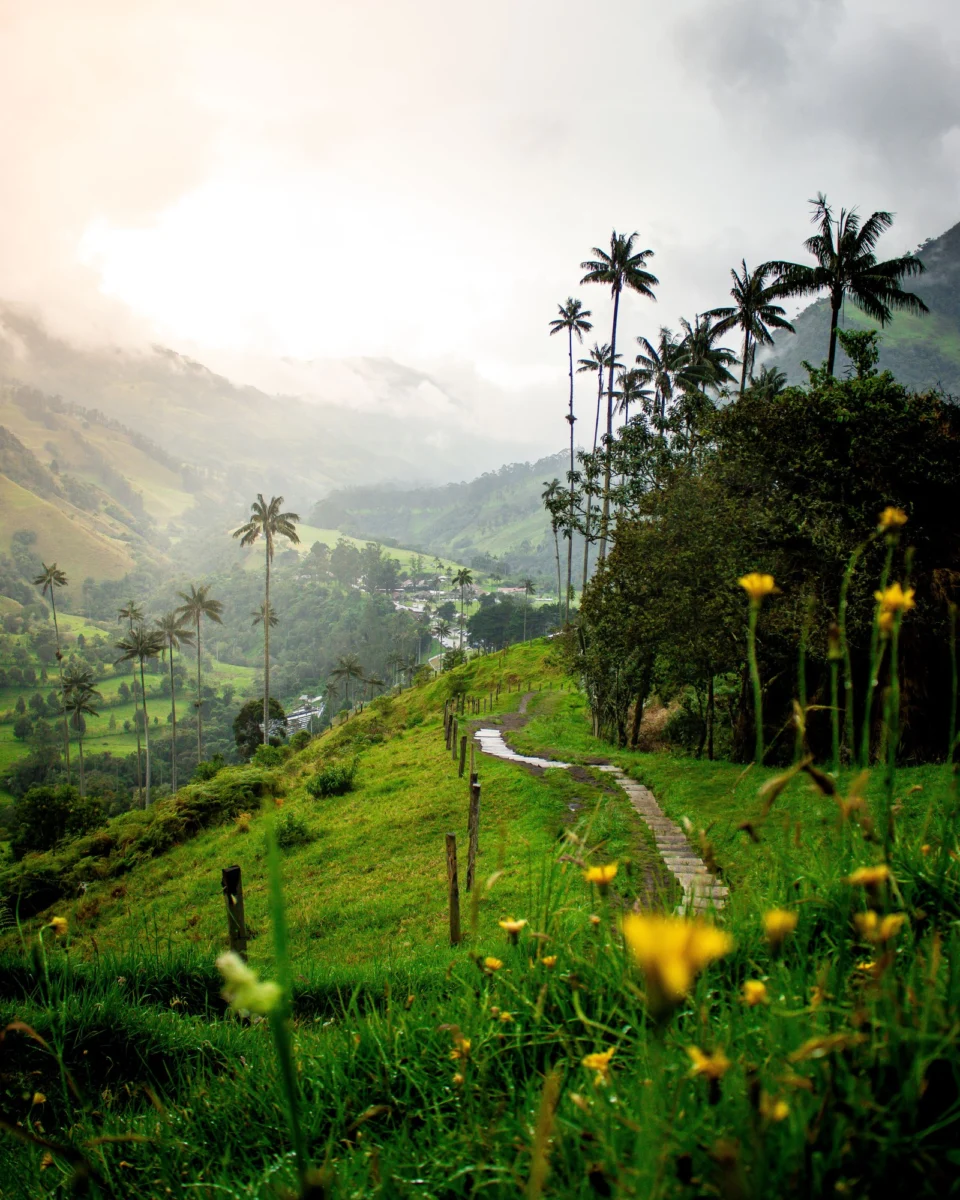 Palmas de cera entre las montañas del valle de Cocora